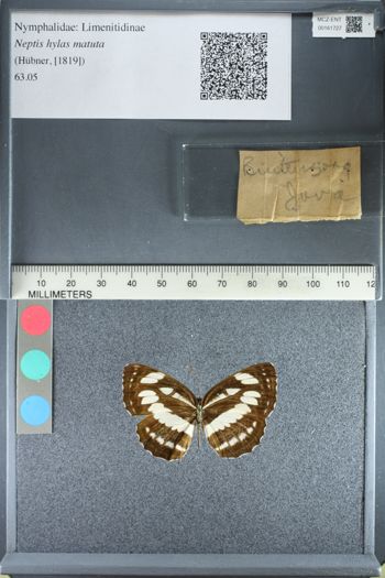 Media type: image;   Entomology 161727
